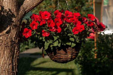 Petunya kırmızı çiçekleri, güneşli bir günde, yazın bir meyve bahçesinde su sıçratarak bir ağacın tepesinde asılı duruyor.