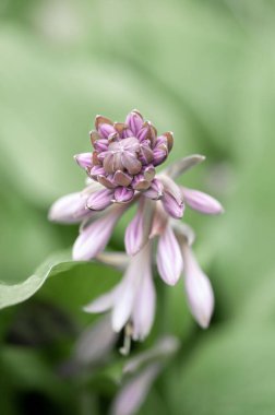 Yeşil çimen arka planında büyüyen enginar