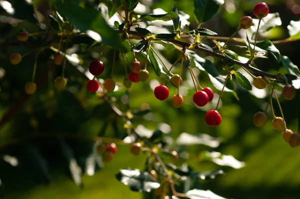 Bayas Cereza Una Rama Árbol Proceso Maduración Cerca — Foto de Stock