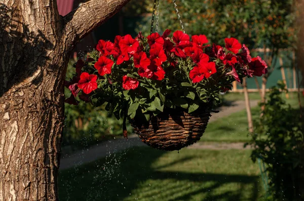 Petunia red flowers hanging in a pot on a tree with splashing water in an orchard in summer on a sunny day close-up