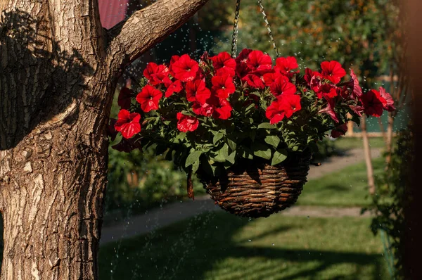 Петуния Красные Цветы Висят Горшке Дереве Брызгами Воды Саду Летом — стоковое фото