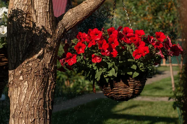 Petunia Röda Blommor Hänger Kruka Ett Träd Med Stänk Vatten — Stockfoto
