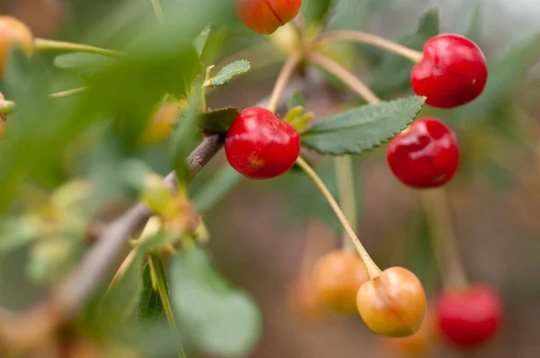 Bayas Cereza Una Rama Árbol Proceso Maduración Cerca — Foto de Stock