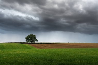 Bergisches Toprak Bölgesi 'ndeki Heiligenhaus kasabasında yağmur altında fırtına bulutları ve yalnız bir ağaç. Sağanak yağmur yaklaşıyor. Dramatik kırsal alan. 