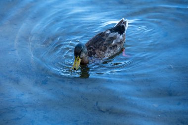 Ördek gölde yüzüyor