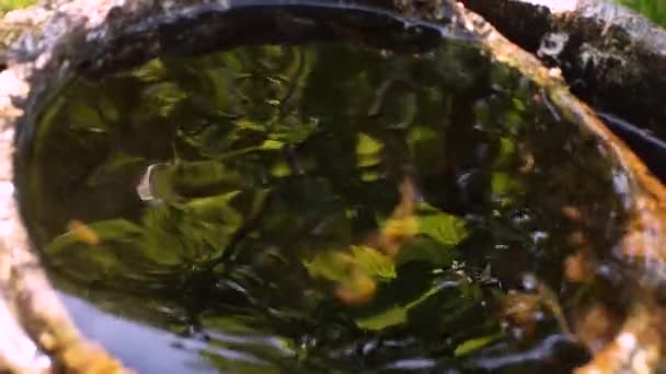 Dans l'eau, le reflet des feuilles vertes oscille doucement . — Video