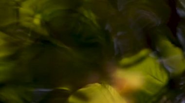 Suyun yüzeyinde yeşil yaprakların yansıması yok olur.. 