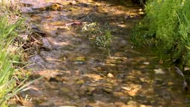Un petit ruisseau avec un fond rocheux et de l'herbe verte le long des rives . — Video