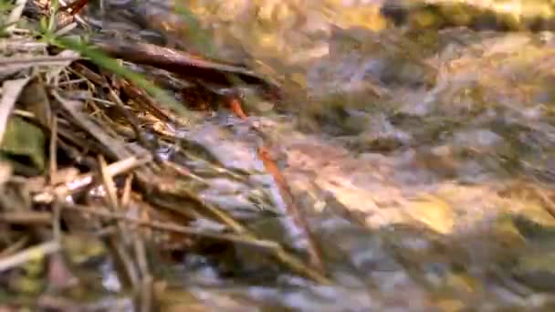 Close up de riacho fluindo rápido com pedras . — Vídeo de Stock