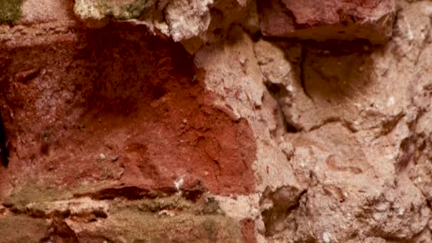 Ruinierte rote Backsteinmauer. — Stockvideo