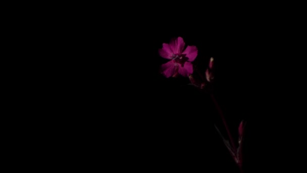 Beş yapraklı kırmızı bir çiçeğin tomurcuğu geceleyin rüzgardan sallanıyor.. — Stok video
