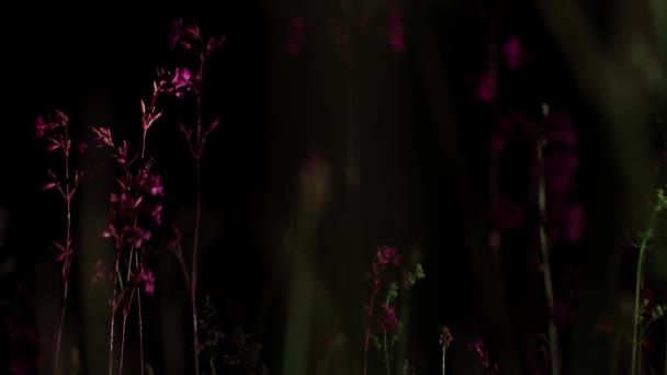 På natten, röda vildblommor närbild svajar från vinden. — Stockvideo