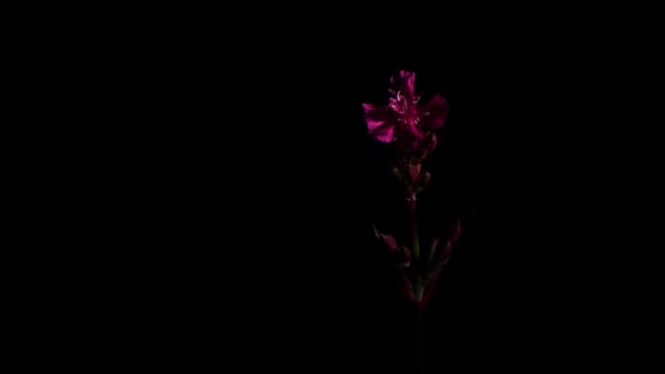 Einsame rote Blume in Nahaufnahme in der Nacht. Seitlich hervorgehoben. — Stockvideo