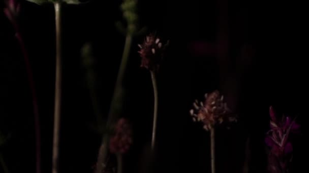 Blütenstände von Feldpflanzen im schummrigen Licht der Nacht. Nahaufnahme. — Stockvideo
