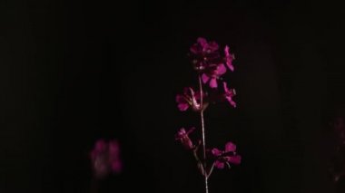 Geceleri kırmızı yabani çiçek rüzgarda sallanıyor..