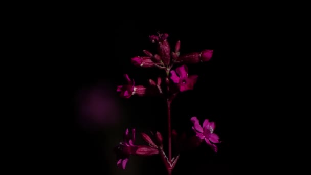 Vacker röd blomma på natten på en svart bakgrund närbild. — Stockvideo