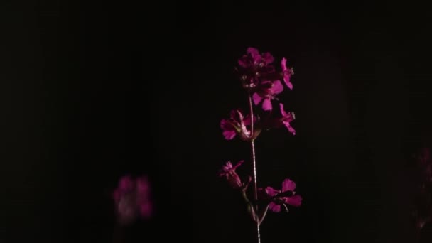 Красный дикий цветок ночью крупным планом раскачивается на ветру . — стоковое видео