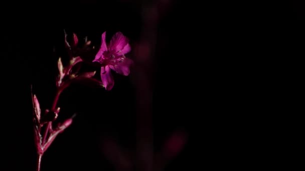 Közelkép egy vörös vadvirág virágzó rügyéről éjszaka.. — Stock videók