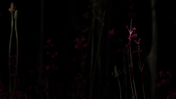 Nachts düstere rote Wildblumen und grünes Gras. — Stockvideo
