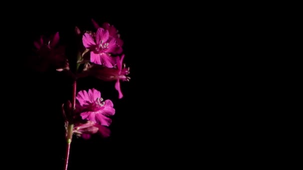 Hermosa flor escarlata en flor sobre un fondo negro de cerca . — Vídeos de Stock