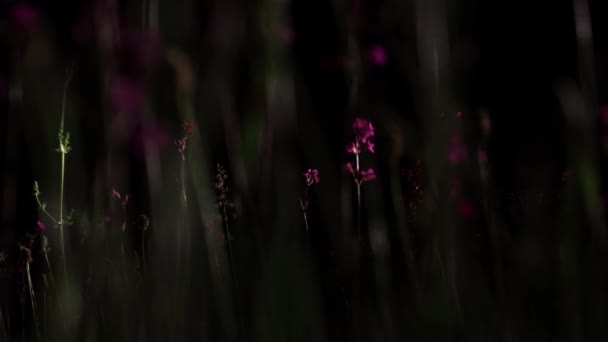 Night wildflowers of red flowers and green grass. — Stock Video