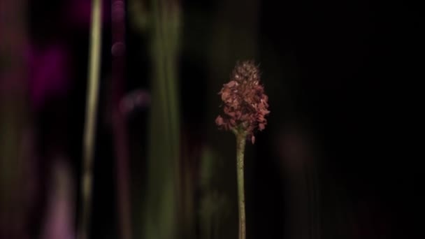 Un capullo de flor indescriptible se balancea en el viento por la noche de cerca . — Vídeos de Stock