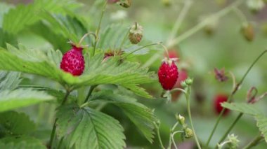 Çilek toplayan genç bir kızın yakın plan parmakları..