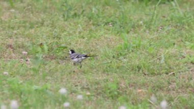 Küçük gri bir kuş hızla çimlerin üzerinde yürür ve böcekleri toplar..