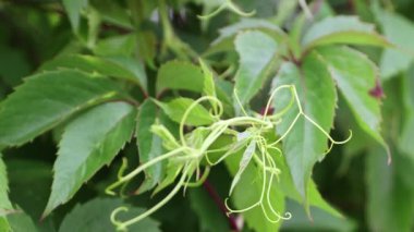 Yakından bir kadın eli, çalılığın genç yeşil bir dalına hafifçe dokunur..