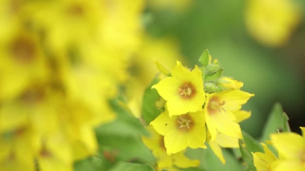 Ніжний і красивий бутон з трьох жовтих квітів крупним планом . — стокове відео