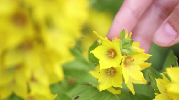 De tunna fingrarna på en ung flicka rör försiktigt en gul blomma. — Stockvideo