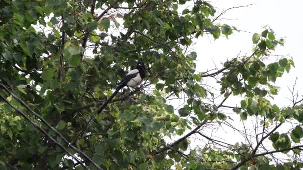 검은 꼬리를 가진 흰 까치가 나뭇가지에 앉아 날아가 버리는 모습. — 비디오