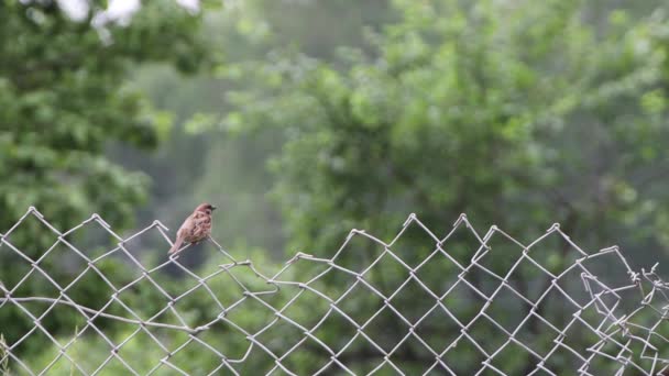 Un petit moineau est assis sur une clôture en mesh et tweets. — Video