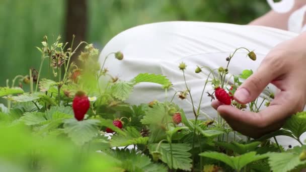閉じ込められた女性の手が優しく触れ、イチゴを摘む — ストック動画
