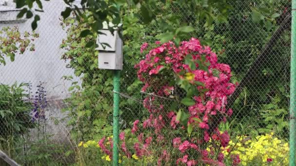 Un buzón gris metálico se encuentra entre hermosas plantaciones . — Vídeos de Stock