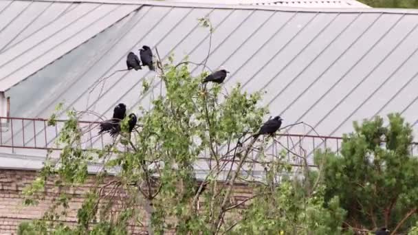 Oiseaux noirs perchés sur un arbre vert. — Video