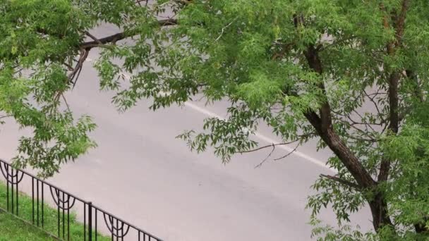 木の枝を通り過ぎる車が見える。. — ストック動画