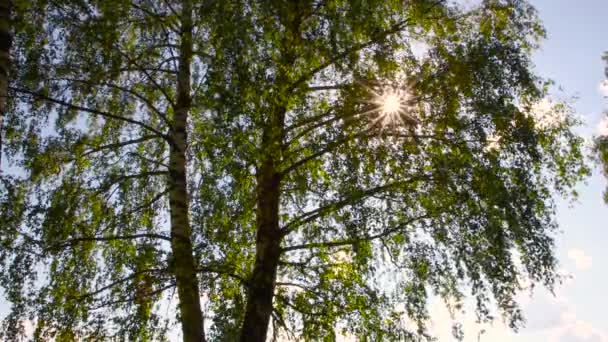 Den ljusa solen kikar genom lövverket av ett högt träd. — Stockvideo