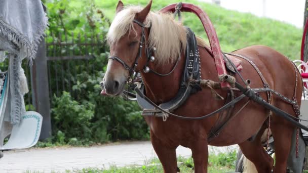 El caballo marrón está en arnés, los ojos cerrados, descansando. — Vídeos de Stock