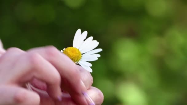 Närbild kvinnliga händer riva bort kronblad från kamomill. — Stockvideo