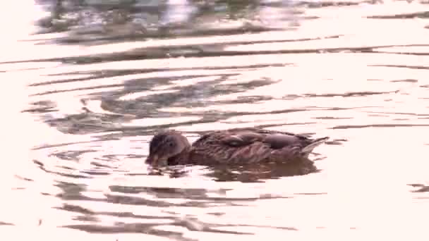 Madarak egy tavon egy városi parkban élelmet keresnek.. — Stock videók