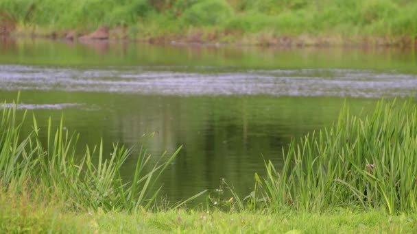 Orilla del río con hierba verde. — Vídeos de Stock