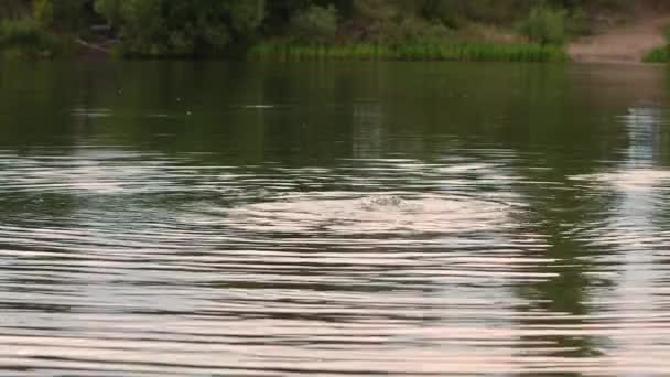L'uomo nuota nel lago e si tuffa a capofitto. — Video Stock