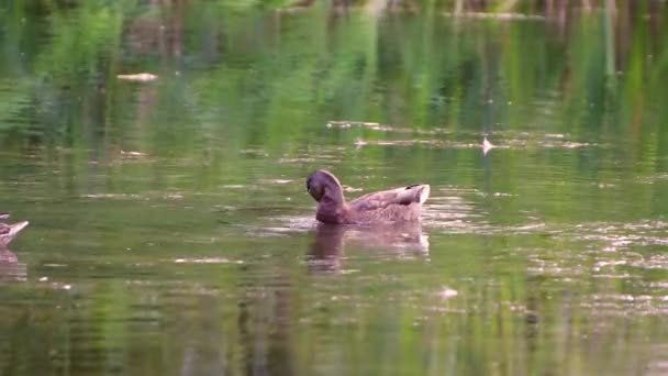 Den grå and svømmer i en dam og skræl fjer med næbbet. – Stock-video