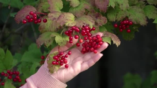 Červených bobulí visících na větvi se dotýká ženská ruka. — Stock video