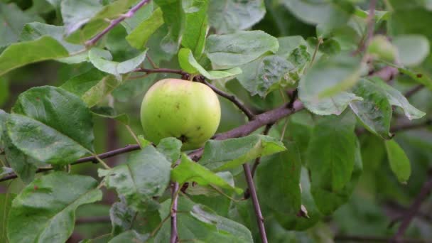 Ett grönt äpple hänger på en gren med stora blad. — Stockvideo