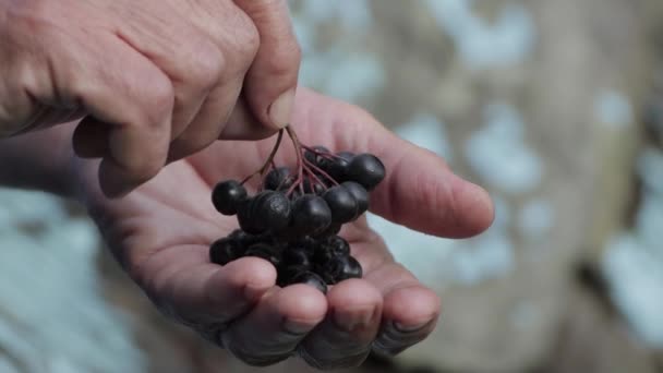 Coapte fructe de padure rowan negru se află în palma mâinii tale . — Videoclip de stoc