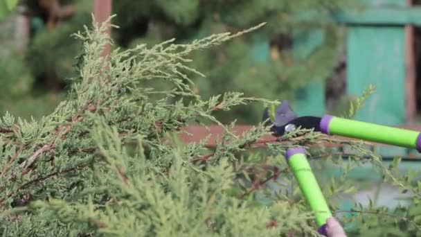 Садовая обрезка крупным планом режет ветви декоративного кустарника — стоковое видео