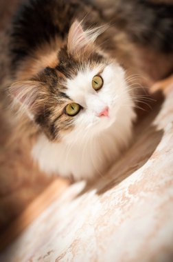 Parlak gün ışığı altında istirahat kabarık, kırmızı kedi