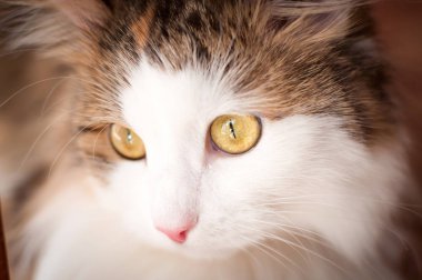 Parlak gün ışığı altında istirahat kabarık, kırmızı kedi